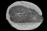 Fossil Macroneuropteris Seed Fern (Pos/Neg) - Mazon Creek #89888-2